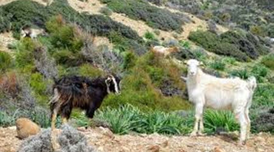 Gökçeada Turu Butik Herşey Dahil (2 Gece Otel)